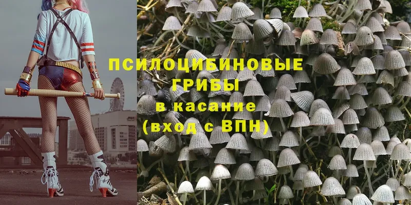 блэк спрут ССЫЛКА  купить   Камышин  Псилоцибиновые грибы Psilocybe 